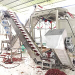 辣椒提升皮带输送机案例